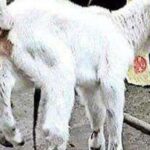 പട്ടിണി; ശ്രീദേവിയ്ക്കിനി പ്രതിമാസം 17,​000 രൂപ ശമ്ബളം!