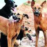 ഇന്ത്യ-വെസ്റ്റിന്‍ഡീസ് ടി20യുടെ ക്രമീകരണങ്ങള്‍ പൂര്‍ത്തിയായി – മന്ത്രി കടകംപള്ളി സുരേന്ദ്രന്‍