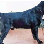 പൗരത്വ ഭേദഗതി നിയമത്തിനെതിരെ സംസ്ഥാനങ്ങള്‍ക്ക് ഒന്നിച്ചു നീങ്ങാം: മുഖ്യമന്ത്രി പിണറായി വിജയന്‍ രാജ്യത്തെ 11 മുഖ്യമന്ത്രിമാര്‍ക്ക് കത്തയച്ചു