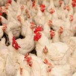 ദേവനന്ദയെ പുഴയില്‍ എറിഞ്ഞതെന്ന് നിഗമനം,​ പ്രതിയെന്ന് സംശയിക്കുന്നയാള്‍ രാത്രിയും പകലും പൊലീസ് നിരീക്ഷണത്തില്‍: കേസ് നിര്‍ണായക വഴിത്തിരിവിലേക്ക്