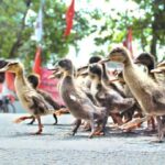 ഹോളിവുഡ് താരം ടോം ഹാങ്ക്സിനും ഭാര്യയ്ക്കും കോവിഡ്; ഐസലേഷനിലെന്ന് താരം