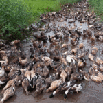 ഗാബയിലെ ചരിത്ര ജയം; ഇന്ത്യന്‍ ടീമിന് 5 കോടി രൂപ പാരിതോഷികം