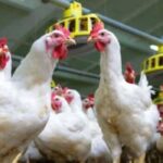 ഇന്ത്യക്ക് ബാറ്റിംഗ് തകര്‍ച്ച: കോലി പൂജ്യത്തിന് പുറത്ത്, ഇംഗ്ലണ്ട് പിടിമുറുക്കുന്നു