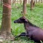 അമ്ബരിപ്പിക്കാന്‍ ഷവോമി !! 108എംപി ക്യാമറ ഷവോമി ഫോണുകള്‍ നാളെ പുറത്തിറങ്ങുന്നു