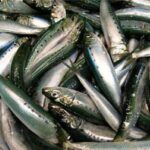 പി സി ചാക്കോ കോണ്‍ഗ്രസ് വിട്ടു; സോണിയാഗാന്ധിക്ക് രാജിക്കത്ത് നല്‍കി