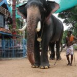 കൊറോണ വൈറസിന്റെ ഉത്ഭവം ചൈനീസ് ലാബില്‍ നിന്നല്ലെന്ന് ലോകാരോഗ്യ സംഘടന