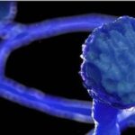 കോണ്‍ഗ്രസില്‍ തലമുറ മാറ്റം: വിഡി സതീശന്‍ പ്രതിപക്ഷ നേതാവ്