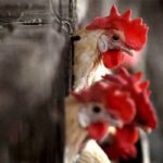 കെ സുരേന്ദ്രന്‍ ഏഴാം സാക്ഷി, മൊഴിയെടുക്കാന്‍ വിളിപ്പിച്ചവരെല്ലാം സാക്ഷിപട്ടികയില്‍, പ്രതിസ്ഥാനത്ത് 22 പേര്‍; കൊടകര കേസില്‍ കുറ്റപത്രം സമര്‍പ്പിച്ചു