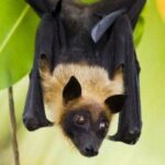 സുധീരന്‍റെ രാജി സ്വീകരിച്ചിട്ടില്ലെന്ന്​ താരിഖ്​ അന്‍വര്‍