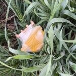 ബാബുവിനെ കാ‌ഞ്ചിക്കോട് എത്തിച്ചു; എയര്‍ലിഫ്റ്റ് ചെയ്തത് മലമുകളില്‍ നിന്ന്