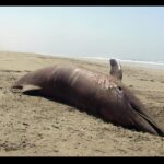 മഴയുടെ പിടിയിൽ വയനാട്; മുണ്ടക്കൈ മേഖലയിൽ ജാഗ്രതാ നിർദേശം