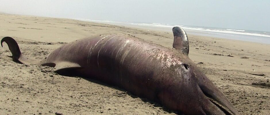 വീണ്ടും ഡോൾഫിൻ ജഡം;