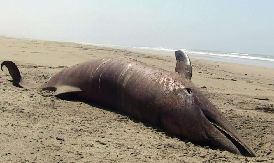 വീണ്ടും ഡോൾഫിൻ ജഡം;