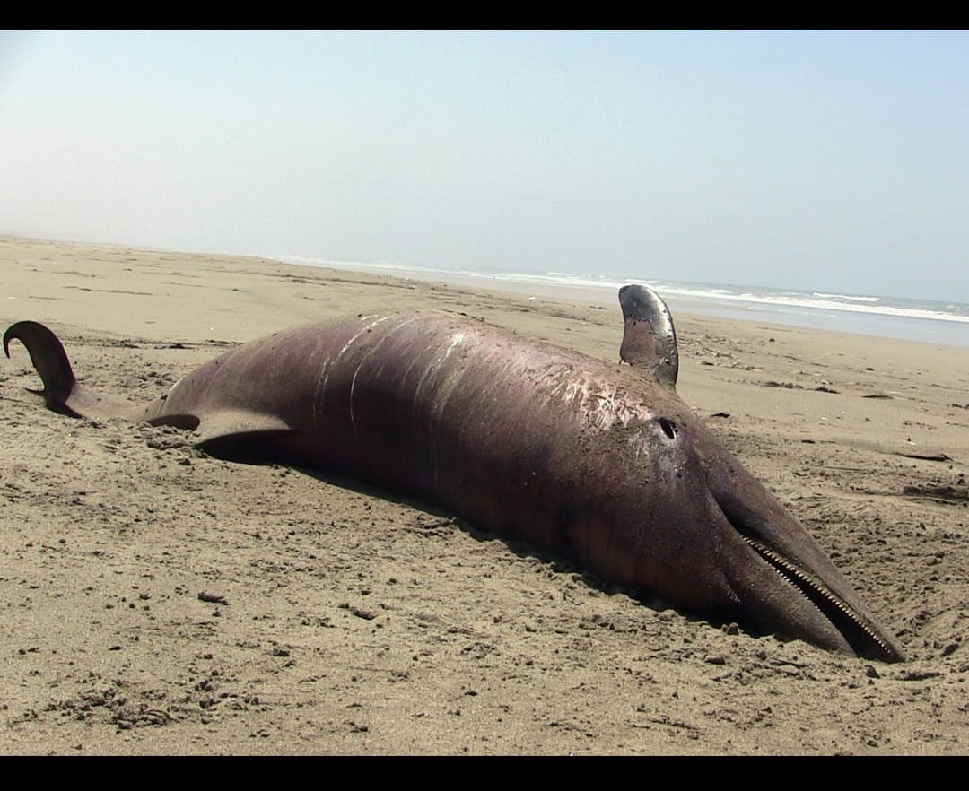 പുന്നപ്ര കടൽത്തീരത്ത് വീണ്ടും ഡോൾഫിൻ ജഡം; മരണ കാരണം വ്യക്തമല്ല