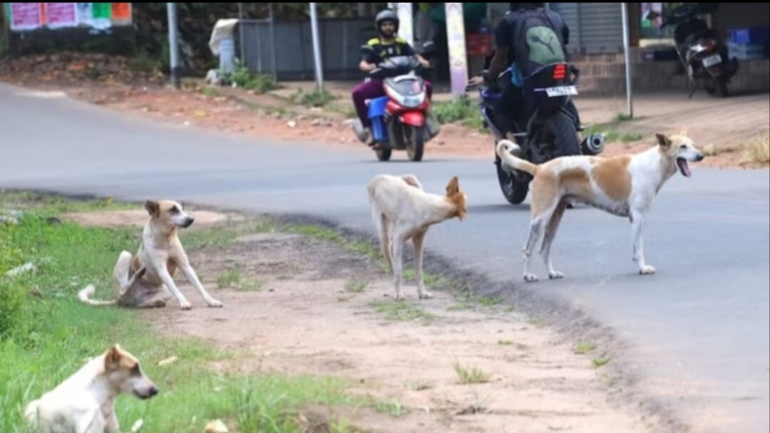 തലനാരിഴയ്ക്ക് രക്ഷപ്പെട്ടു; നിലമ്പൂരിൽ തെരുവുനായ ആക്രമണത്തിൽ വിദ്യാർത്ഥികൾ ഭീതിയിൽ