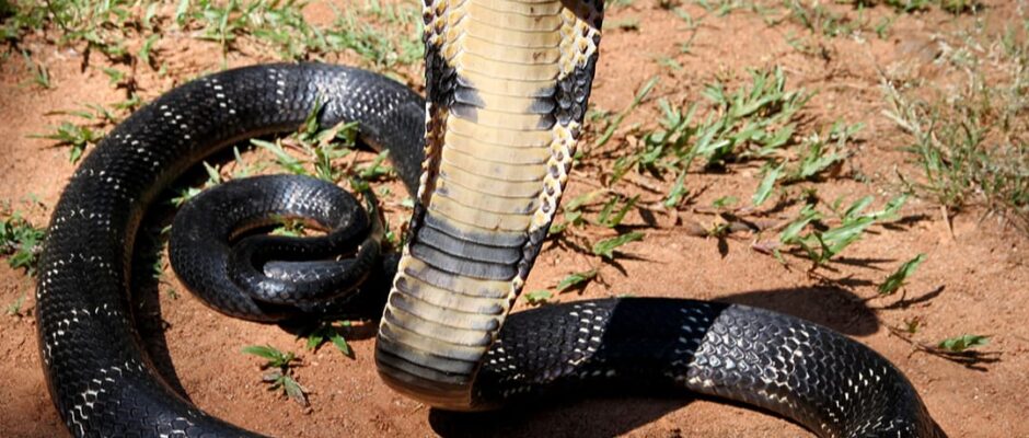 പരിയാരം മെഡിക്കൽ കോളേജിലെ ശുചിമുറിയിൽ മൂർഖൻ