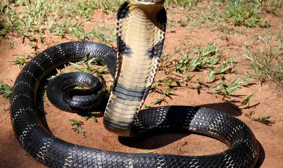 പരിയാരം മെഡിക്കൽ കോളേജിലെ ശുചിമുറിയിൽ മൂർഖൻ