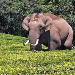 ലോ കോളേജ് സീലിങ് തകർന്നു വീണു: വൻ ദുരന്തം ഒഴിവായി