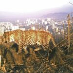 ഡോ. ഹാരിസ് ഹസന്റെ കത്ത് പുറത്ത്: മെഡിക്കൽ കോളജിലെ വീഴ്ച മറച്ചുവെക്കാൻ ശ്രമമെന്ന് ആരോപണം