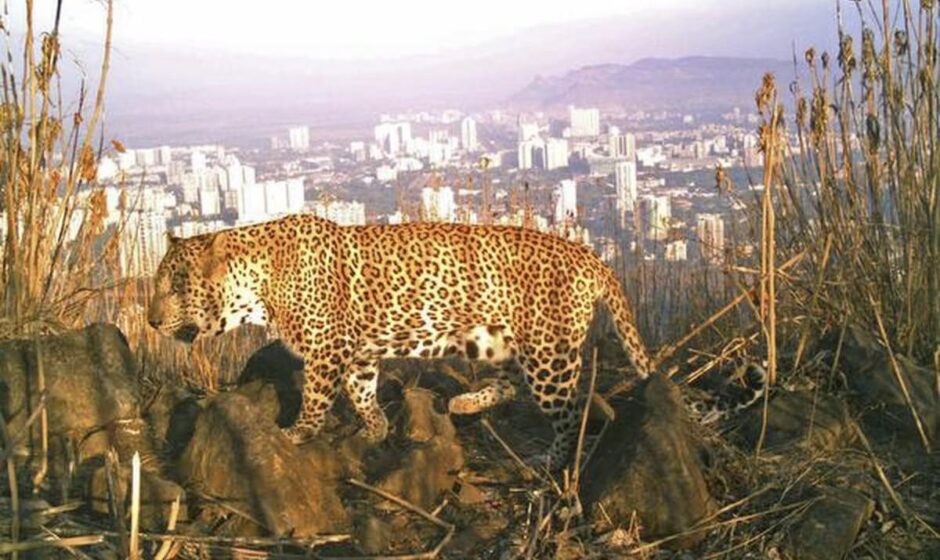 മലക്കപ്പാറയിൽ പുലിയിറങ്ങി