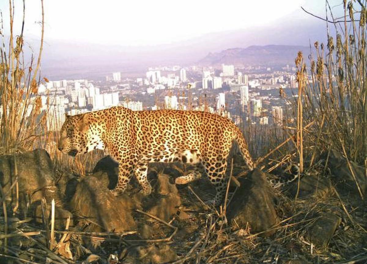 മലക്കപ്പാറയിൽ പുലിയിറങ്ങി; ഉറങ്ങിക്കിടന്ന നാലു വയസ്സുകാരനെ ആക്രമിച്ചു