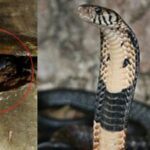 കൊച്ചി വിമാനത്താവളത്തോട് ചേർന്ന് നെടുമ്പാശേരി റെയിൽവേ സ്റ്റേഷൻ യാഥാർഥ്യമാകുന്നു