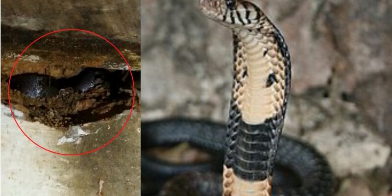 അങ്കണവാടിയിൽ മൂർഖൻ പാമ്പ്