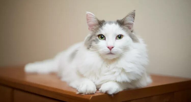 സ്നേഹത്തിന്റെ ദിനം, പൂച്ചകളുടെ ദിനം