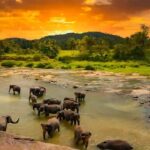 എല്ലാ ഫോണുകളും തീര്‍ന്നു ! അടച്ചുപൂട്ടലെന്ന ആശങ്കയില്‍ ആരാധകര്‍, പ്രതികരണവുമായി ഈ മുന്‍നിര ബ്രാന്‍ഡ്