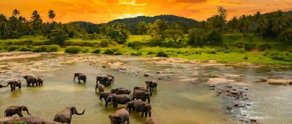 വന്യജീവി സംരക്ഷണം, ആനകളിൽ തുടങ്ങാം