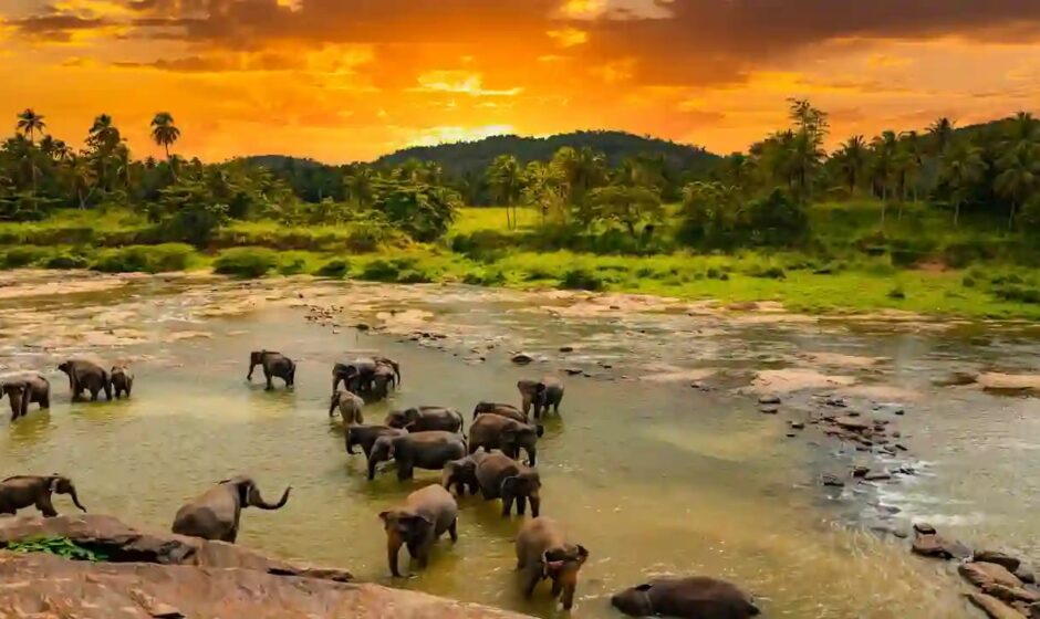 വന്യജീവി സംരക്ഷണം, ആനകളിൽ തുടങ്ങാം