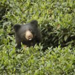 ആരോഗ്യത്തിന് നല്ലതെങ്കിലും അമിതമായാൽ ബീറ്റ്റൂട്ട് വില്ലനാകും