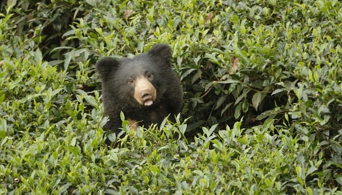 വാൽപ്പാറയിൽ ദുരന്തം