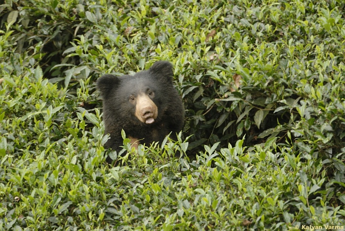 വാൽപ്പാറയിൽ ദുരന്തം