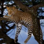 മദ്യപിച്ച് വാഹനം ഓടിച്ചാൽ അകത്താകും: ഓപ്പറേഷൻ റൈഡറിൽ 17 പേർ അറസ്റ്റിൽ