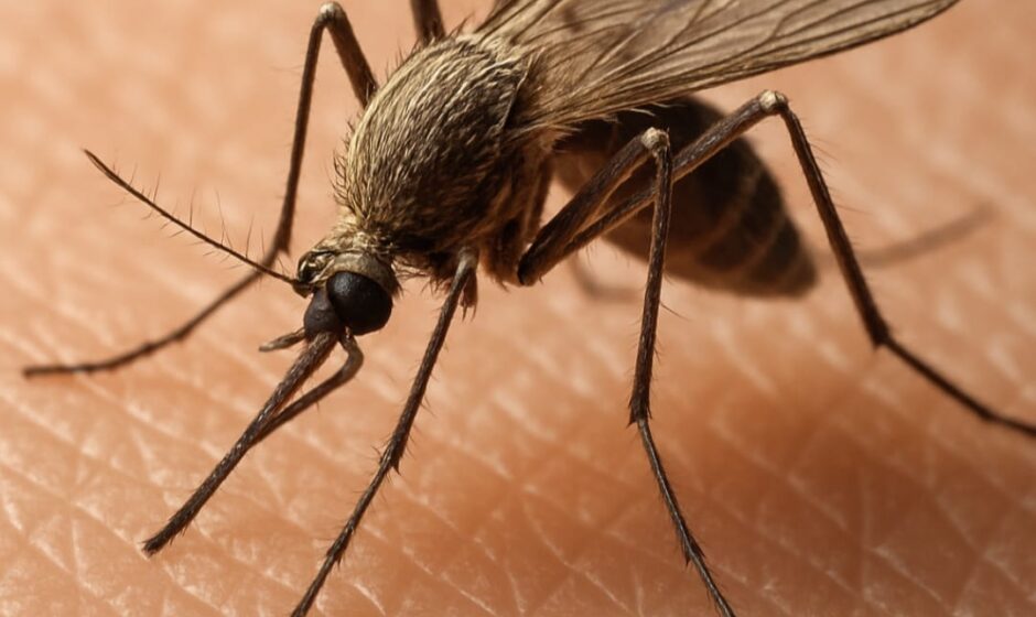 ലോക കൊതുകു നിവാരണ ദിനം