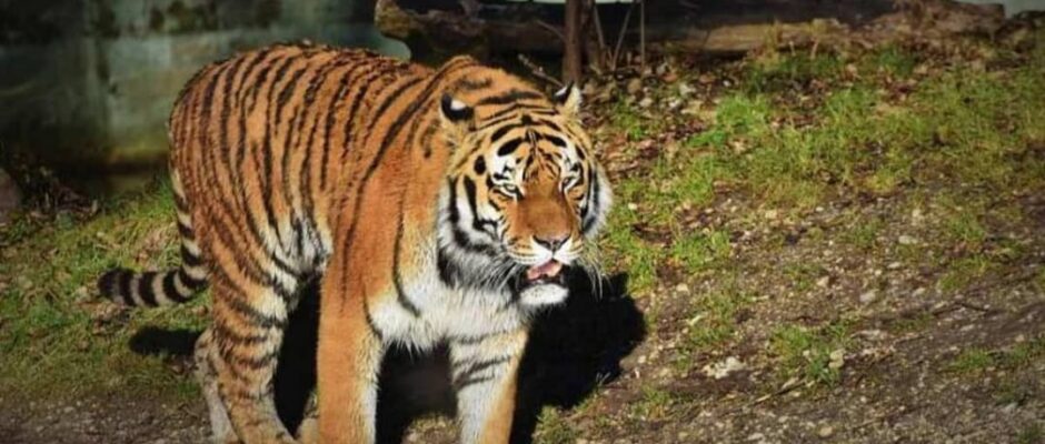 പുലിയിറങ്ങിയിട്ടും നടപടിയില്ല: