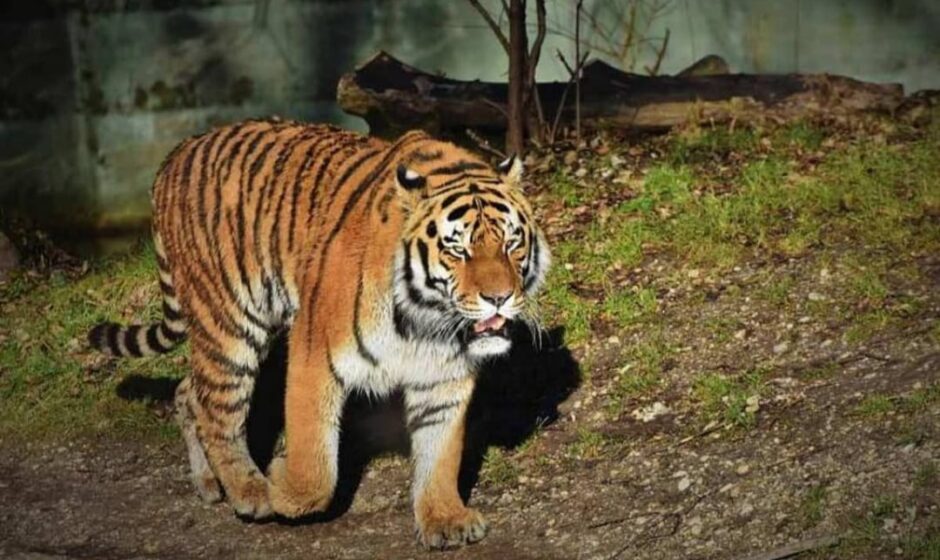 പുലിയിറങ്ങിയിട്ടും നടപടിയില്ല: