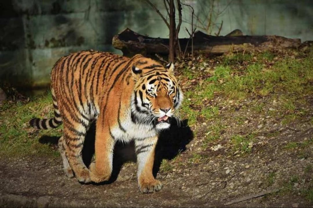 പുലിയിറങ്ങിയിട്ടും നടപടിയില്ല: മണ്ണാർമലയിൽ നാട്ടുകാരുടെ ശക്തമായ പ്രതിഷേധം