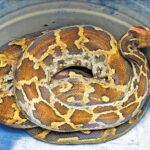 ഇന്ത്യൻ പ്രധാനമന്ത്രി നരേന്ദ്ര മോദിക്ക് 75-ാം പിറന്നാൾ; രാഷ്ട്രീയ ജീവിതത്തിലെ നാഴികക്കല്ലുകൾ