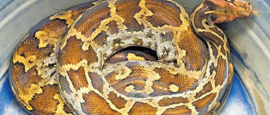 പുറത്തൂരിൽ മലമ്പാമ്പിനെ പിടികൂടുന്നതിനിടെ സ്നേക്ക് മാസ്റ്റർക്ക് കടിയേറ്റു;