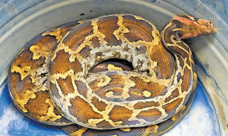 പുറത്തൂരിൽ മലമ്പാമ്പിനെ പിടികൂടുന്നതിനിടെ സ്നേക്ക് മാസ്റ്റർക്ക് കടിയേറ്റു;