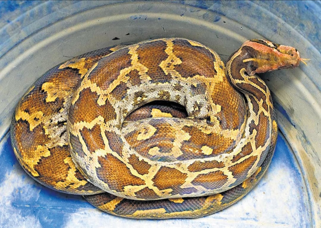 പുറത്തൂരിൽ മലമ്പാമ്പിനെ പിടികൂടുന്നതിനിടെ സ്നേക്ക് മാസ്റ്റർക്ക് കടിയേറ്റു; ആശുപത്രിയിൽ പ്രവേശിപ്പിച്ചു