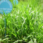 ​സംസ്ഥാനത്ത് മഴ കനക്കുന്നു; എട്ട് ജില്ലകളിൽ യെല്ലോ അലർട്ട്: ശനിയാഴ്ച മുതൽ വടക്കൻ കേരളത്തിലും മഴ ശക്തമാകും