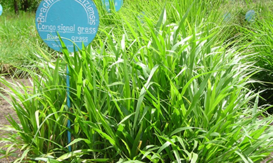 പോലീസ് സ്റ്റേഷനിൽ ഇനി ‘കൃഷിയിടം’;