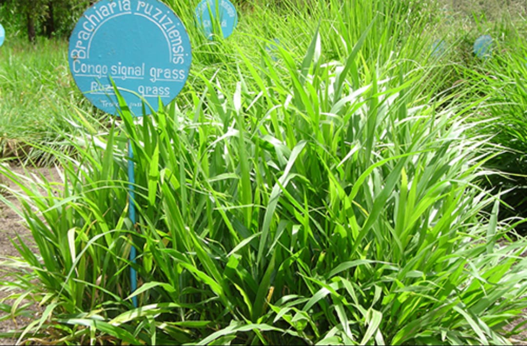 പോലീസ് സ്റ്റേഷനിൽ ഇനി ‘കൃഷിയിടം’; തീറ്റപ്പുൽ കൃഷിക്ക് സ്ഥലം കണ്ടെത്താൻ വിചിത്ര സർക്കുലറുമായി കണ്ണൂർ സിറ്റി പോലീസ്