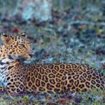 അഫ്ഗാനിസ്ഥാനിൽ സമ്പൂർണ്ണ ഇരുട്ട്: താലിബാൻ ഇന്റർനെറ്റ്, ഫോൺ, ടിവി സർവീസുകൾ നിരോധിച്ചു.