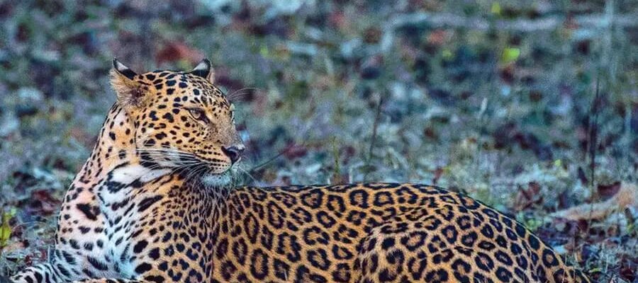 നീലഗിരിയിൽ വന്യമൃഗ സാന്നിധ്യം: കാന്റീനിൽ അതിക്രമിച്ചു കയറിയ പുലി;