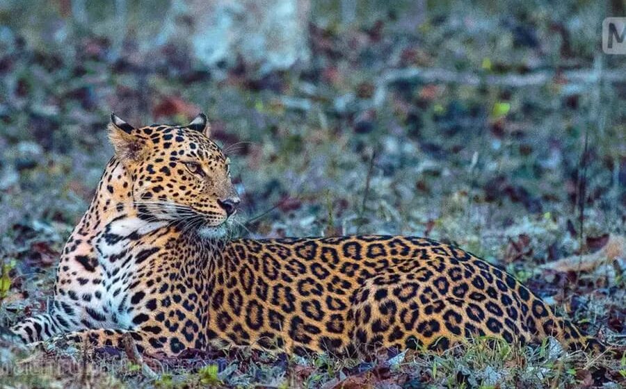 നീലഗിരിയിൽ വന്യമൃഗ സാന്നിധ്യം: കാന്റീനിൽ അതിക്രമിച്ചു കയറിയ പുലി;