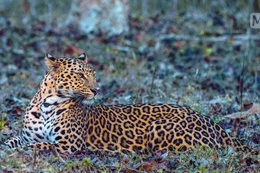 നീലഗിരിയിൽ വന്യമൃഗ സാന്നിധ്യം: കാന്റീനിൽ അതിക്രമിച്ചു കയറിയ പുലി; ആളുകൾ ഭീതിയിൽ.